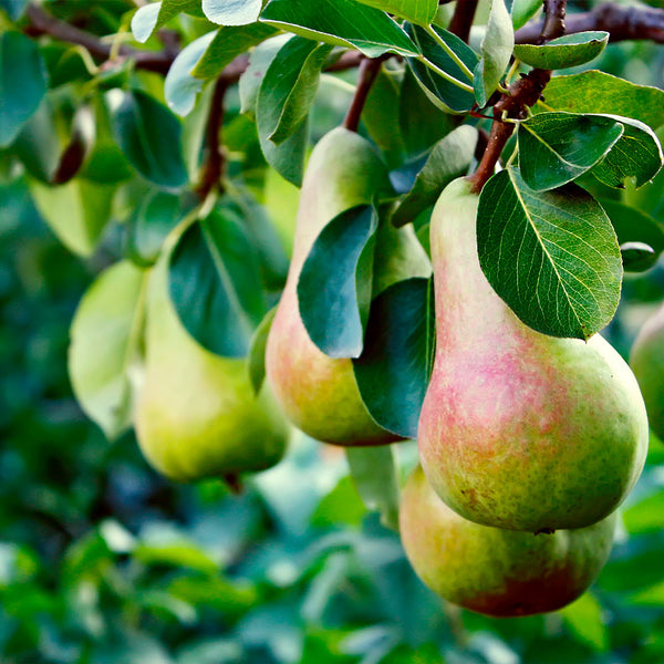 Summercrisp Pear Trees for Sale | BrighterBlooms.com