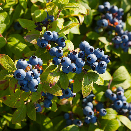 Blueberry Bushes for Sale | BrighterBlooms.com