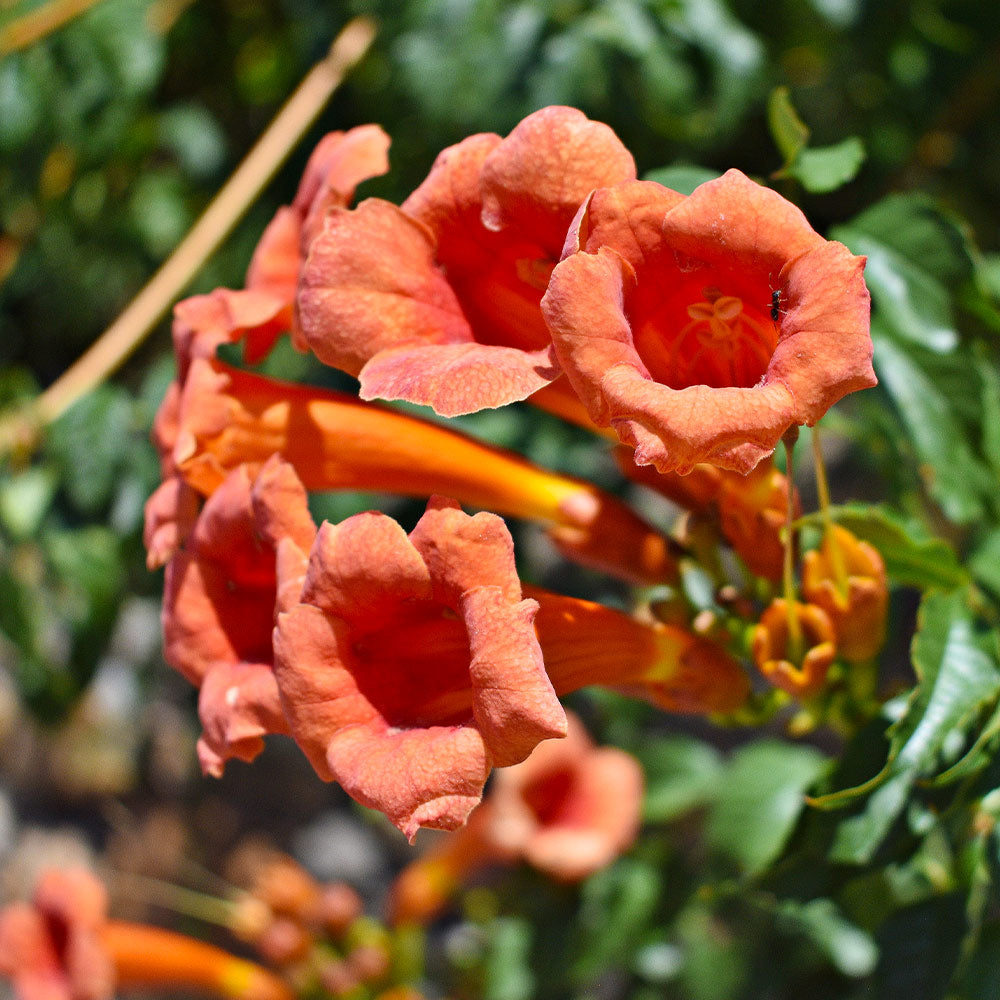 Tangerine Beauty Crossvine (Bignonia capreolata) –