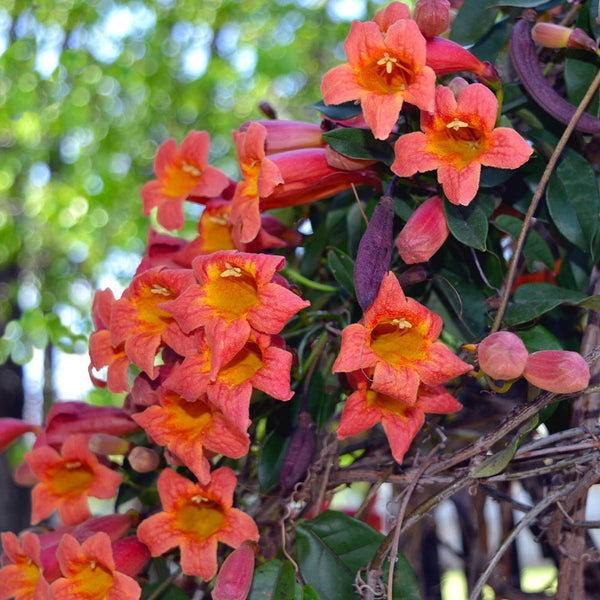 Tangerine Beauty Crossvine (Bignonia capreolata) – BrighterBlooms.com