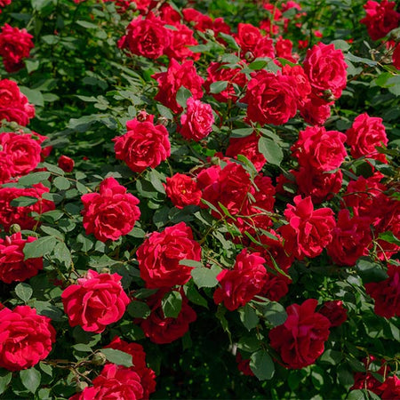 Rose Bushes for Sale | BrighterBlooms.com