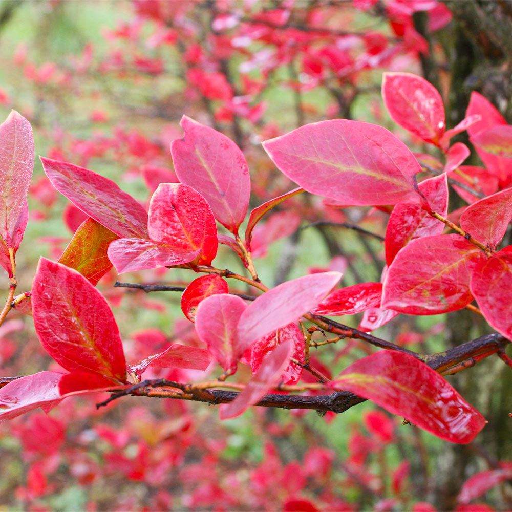 Tifblue Blueberry Bushes For Sale – BrighterBlooms.com