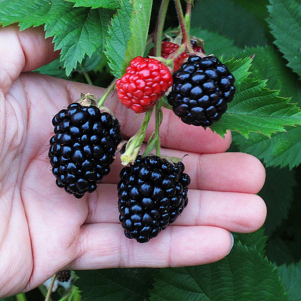 Triple Crown Thornless Blackberry Shrubs for Sale | BrighterBlooms.com