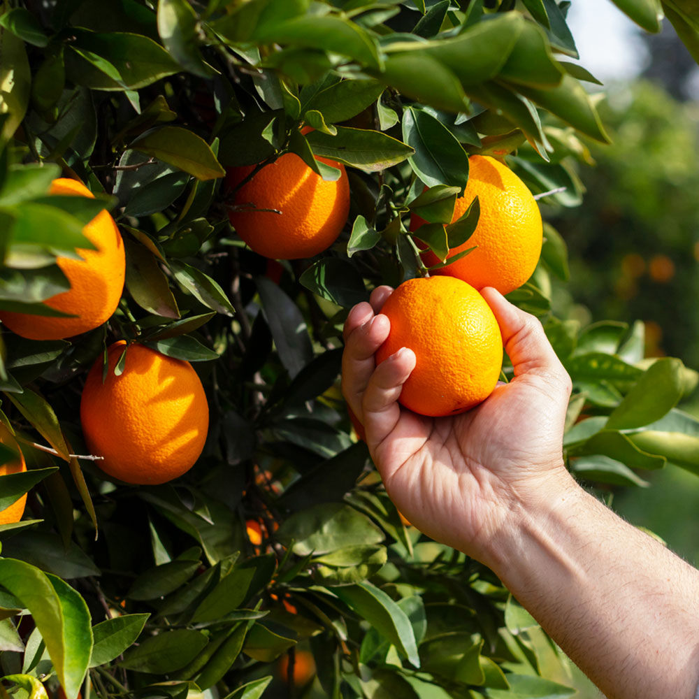 Growing Orange Trees: Information On Taking Care Of An Orange Tree