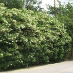 Waxleaf Privet Hedge Ligustrum japonicum) – BrighterBlooms.com