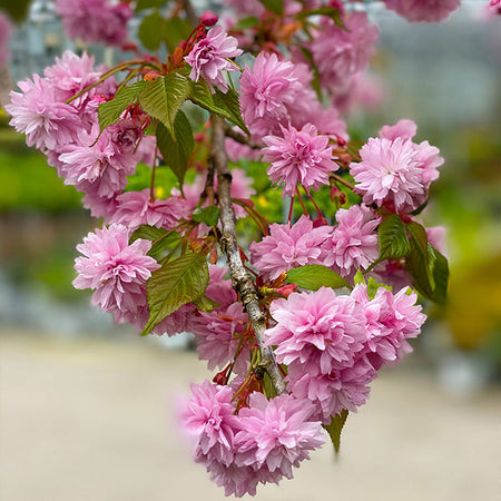 Cherry Blossom Trees for Sale