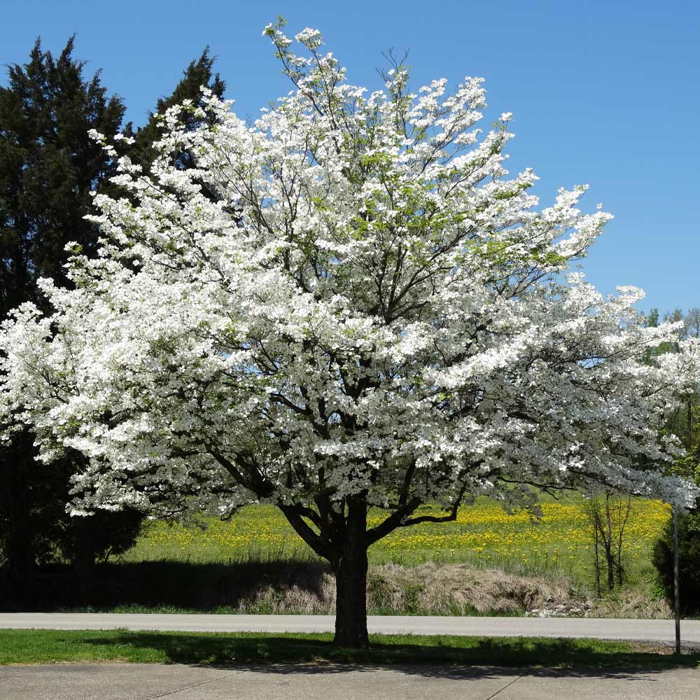 White Dogwood Trees for Sale | BrighterBlooms.com