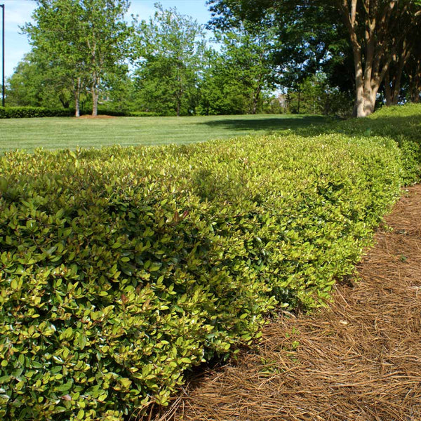 Dwarf Yaupon Holly - Ilex vomitoria 'Nana' – BrighterBlooms.com