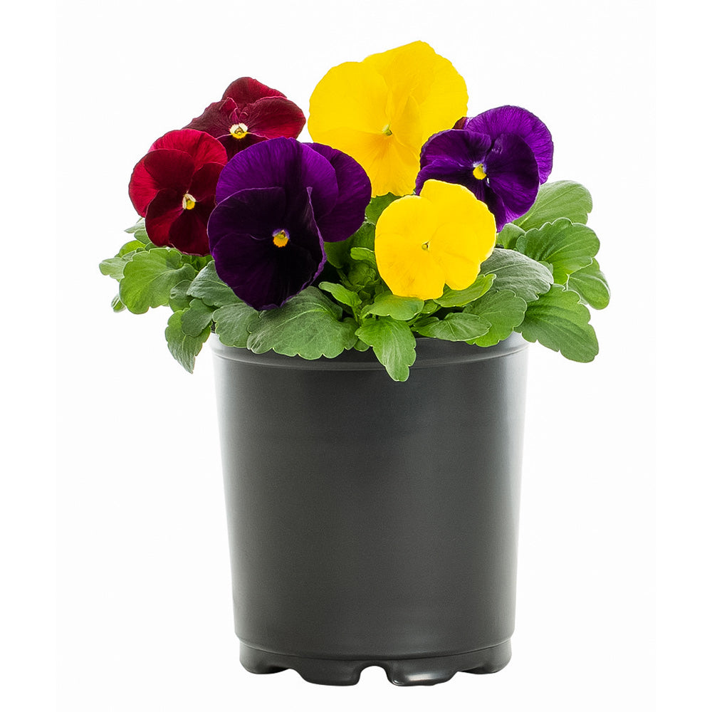 Fall Pansies for Sale | FastGrowingTrees.com – BrighterBlooms.com