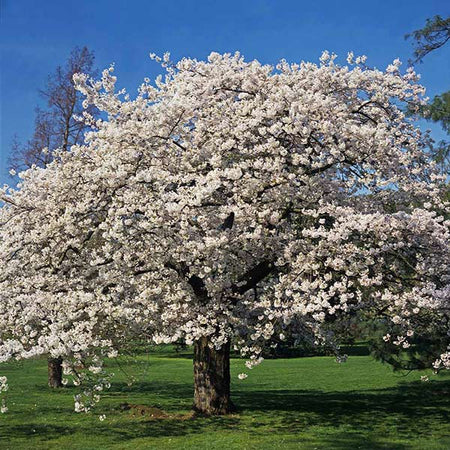 cherry blossom tree black and white