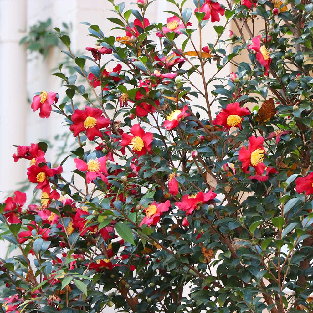 Yuletide Camellias for Sale | BrighterBlooms.com