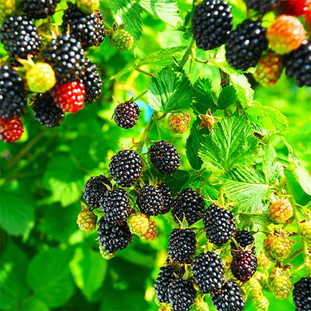 Blackberry, Bushel and Berry® Baby Cakes® - A+ Garden Center | Duluth,  Minnesota | Plants, Trees, Shrubs, Flowers, Annuals, Perennials
