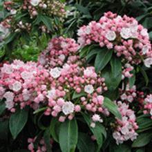 Olympic Fire Mountain Laurels for Sale | BrighterBlooms.com