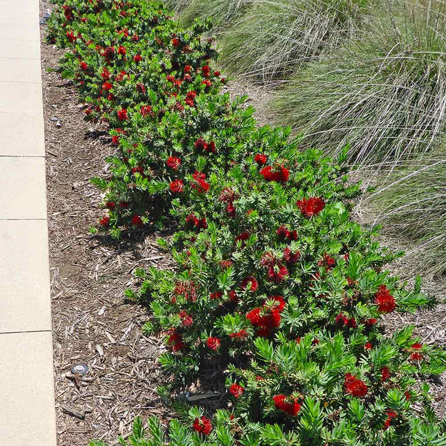 Little John Dwarf Bottlebrush