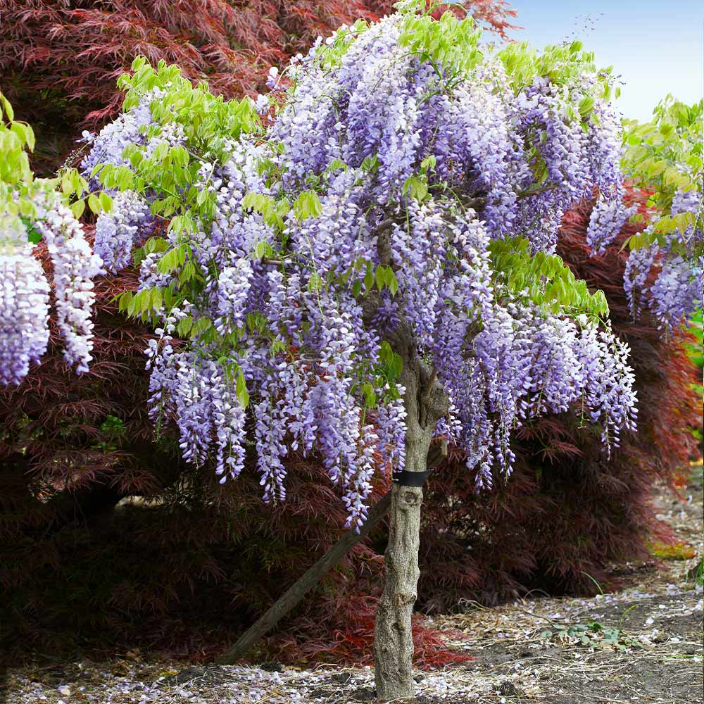 Purple Wisteria Tree in Bloom